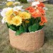 Цветник КАНЬОН купить в Усолье-Сибирском